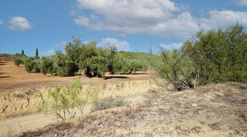 Terreno rústico en venta en pre. cuesta de la muela, Bailen, Jaén, imatge 5