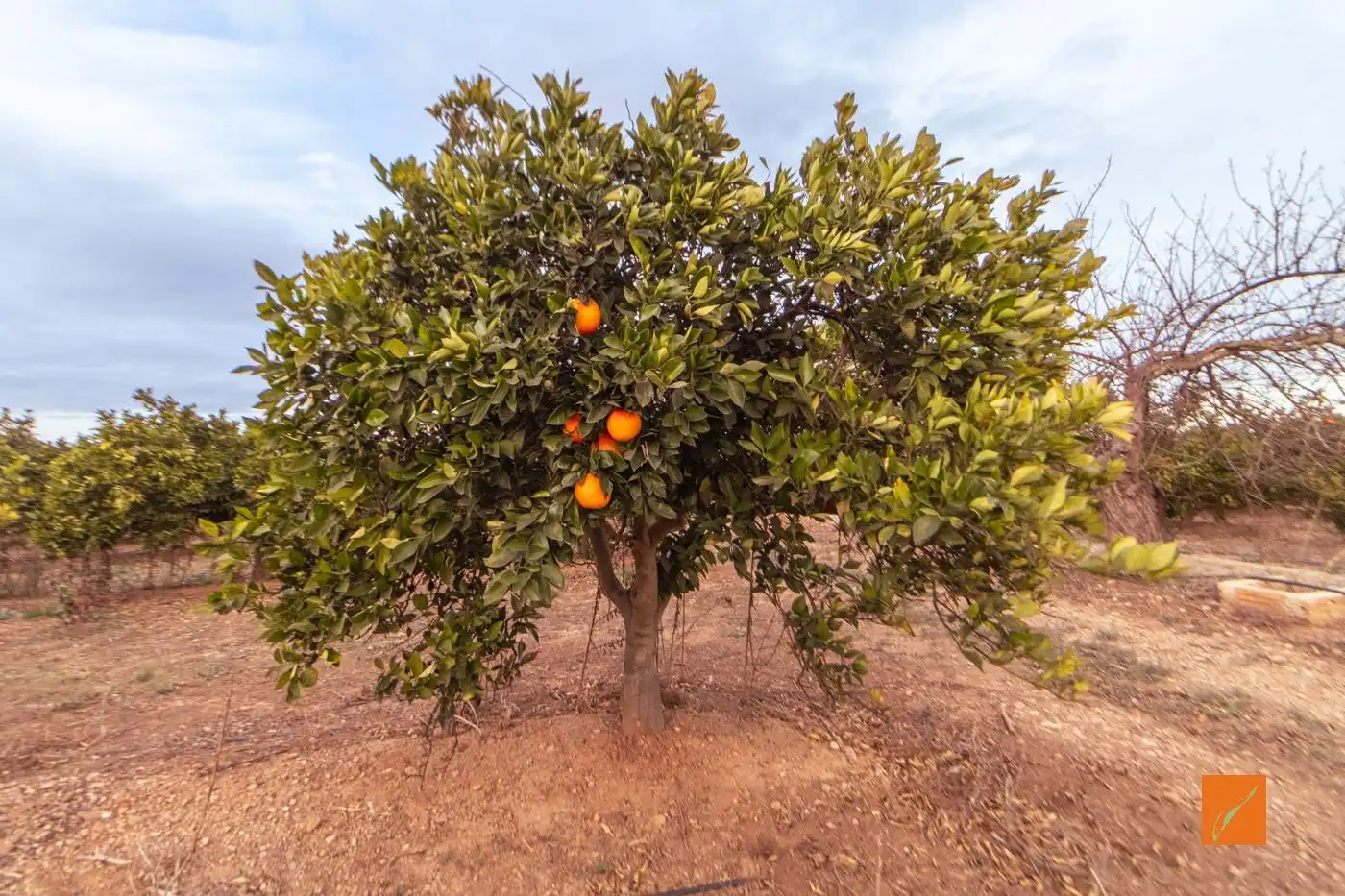 Finca rústica en venda en Masdenverge amb Calefacció, Jardí privat i Terrassa