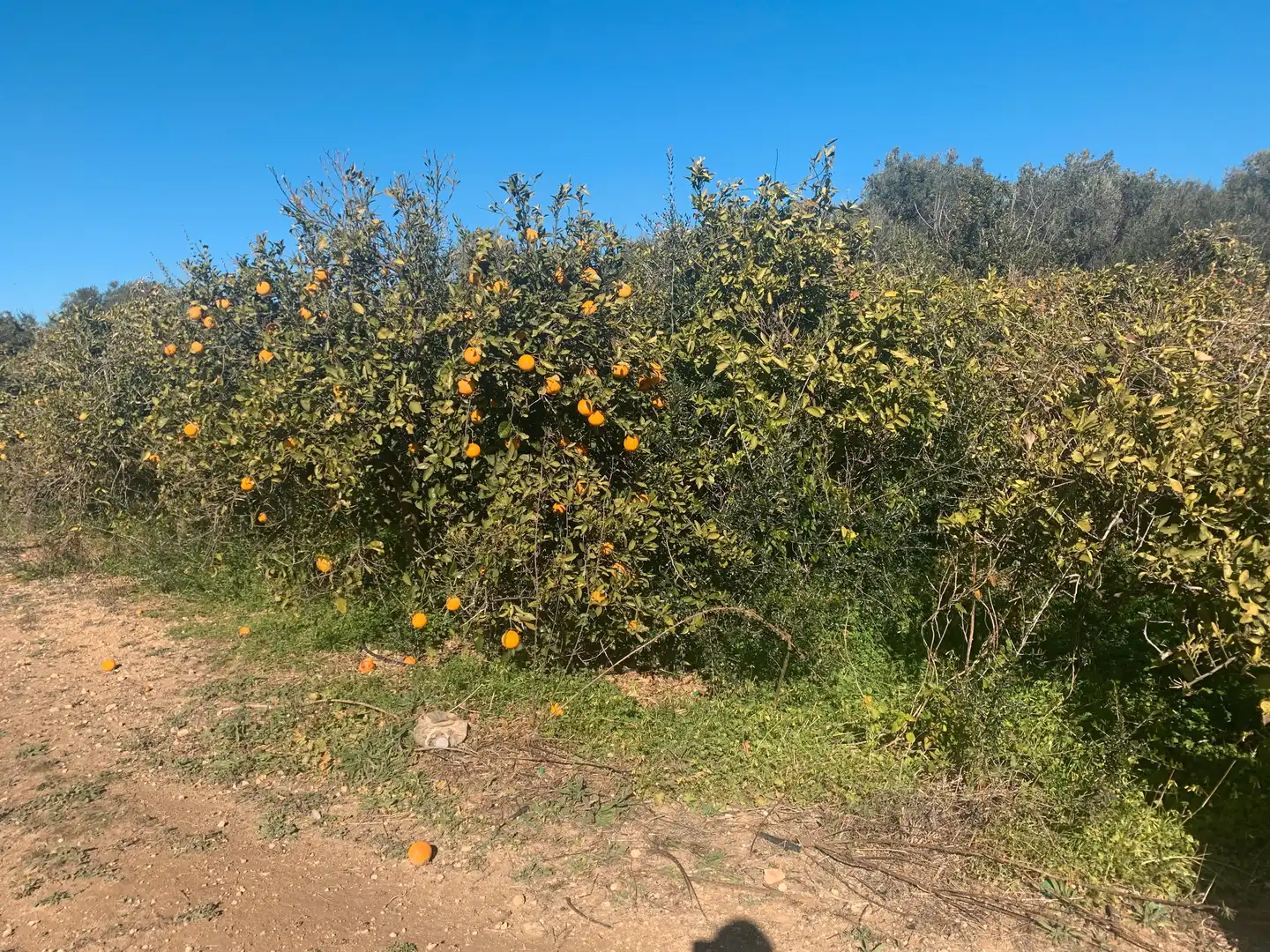 Land for sale in Picassent