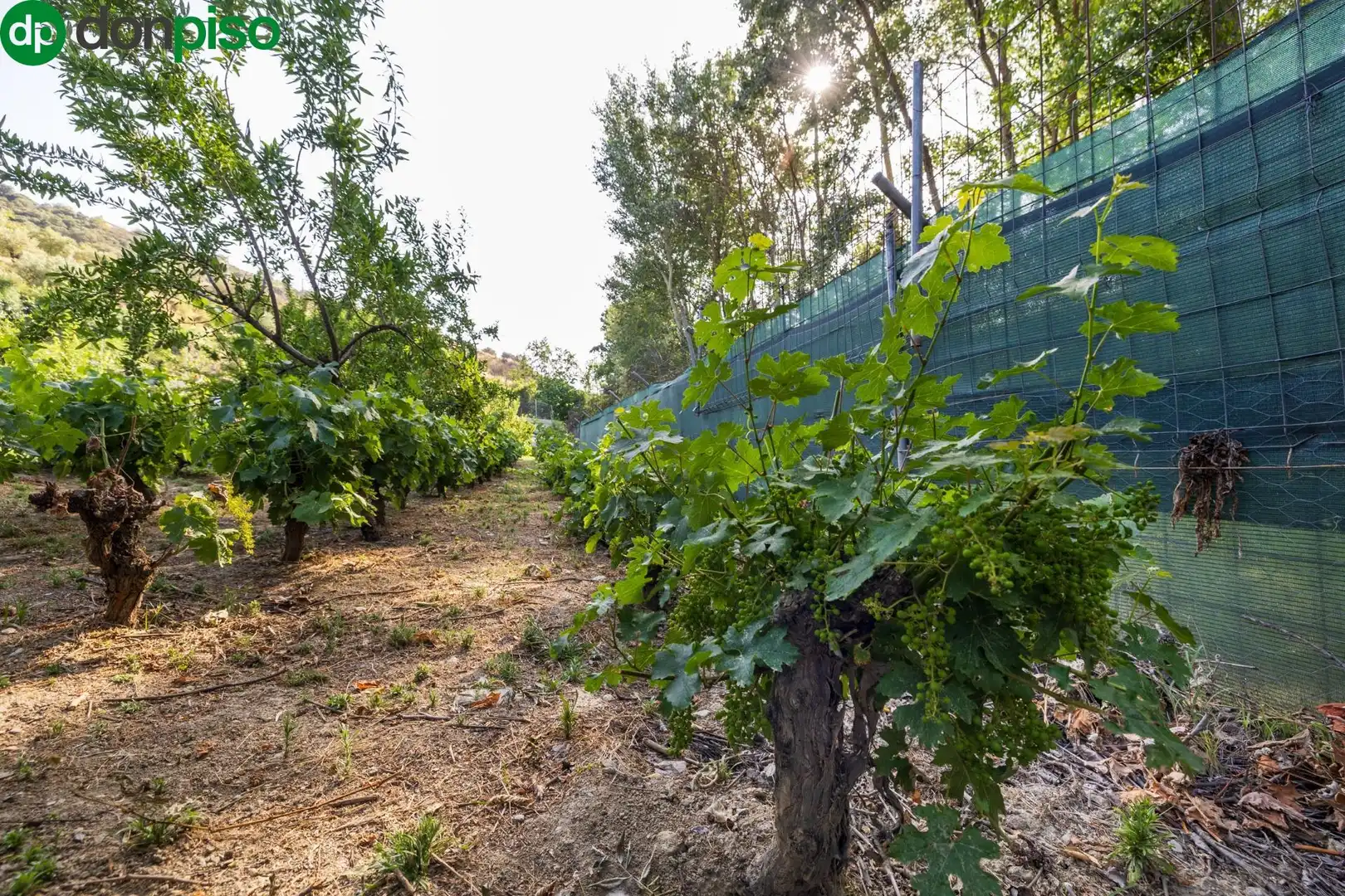 Terreno en venta en Paseo Paseo Duquesa, Pinos Genil