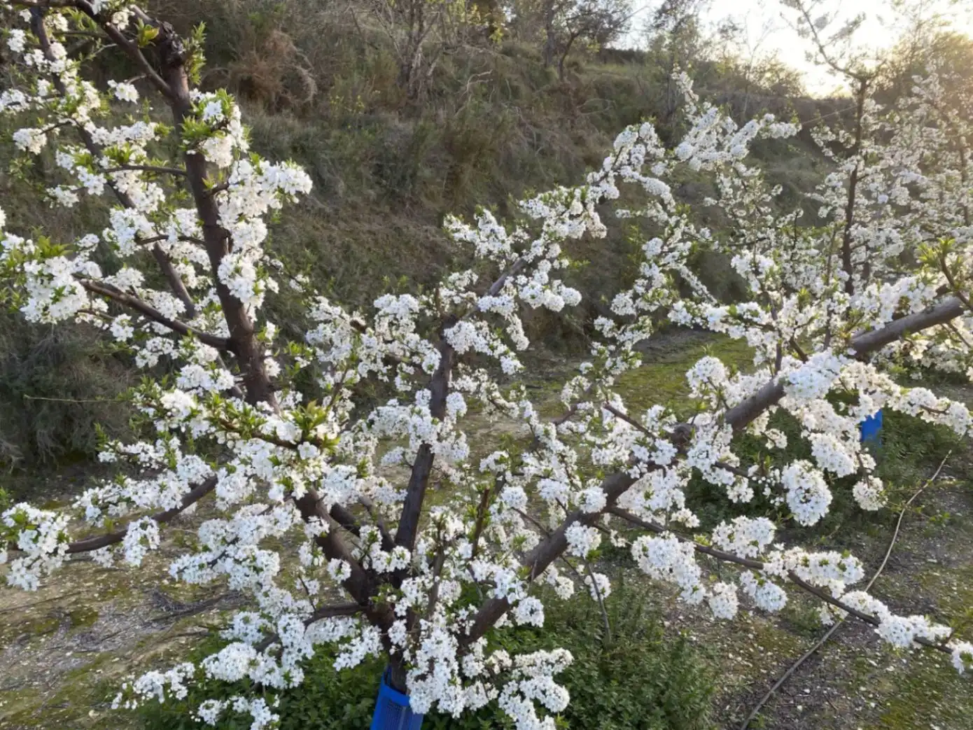 Jardí de Finca rústica en venda en El Palomar, Valencia