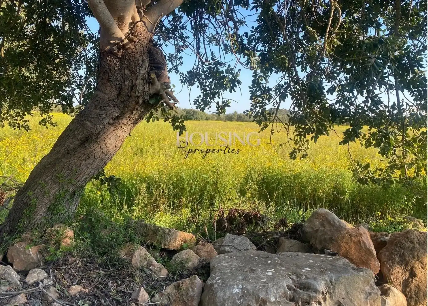 Terreny rústic en venda a Llucmajor pueblo, imagen 9