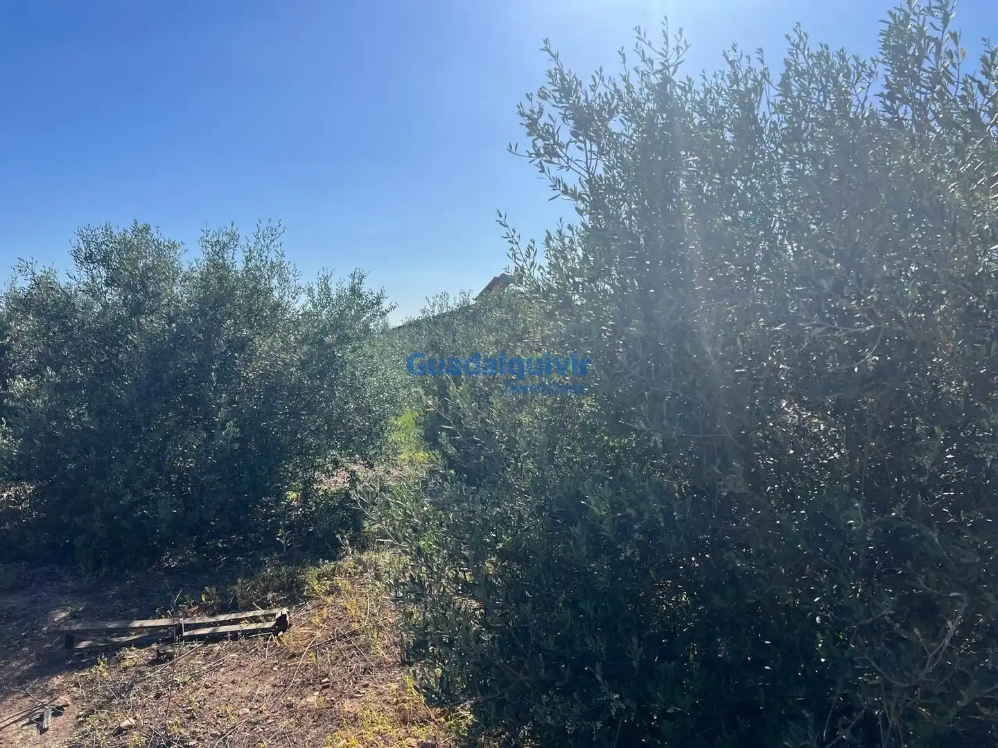Terrain rustique à vendre à La Hacienda - Nueva Andalucía, imagen 3