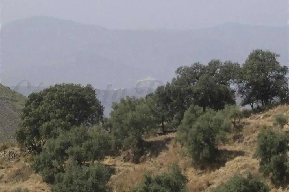 Terreno rústico en venta en Sedella, imagen 3