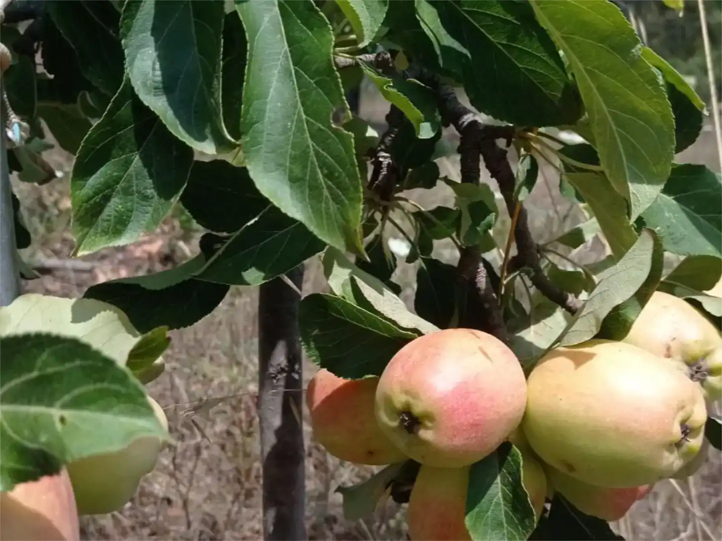 Jardín de Terreno en venta en Guillena