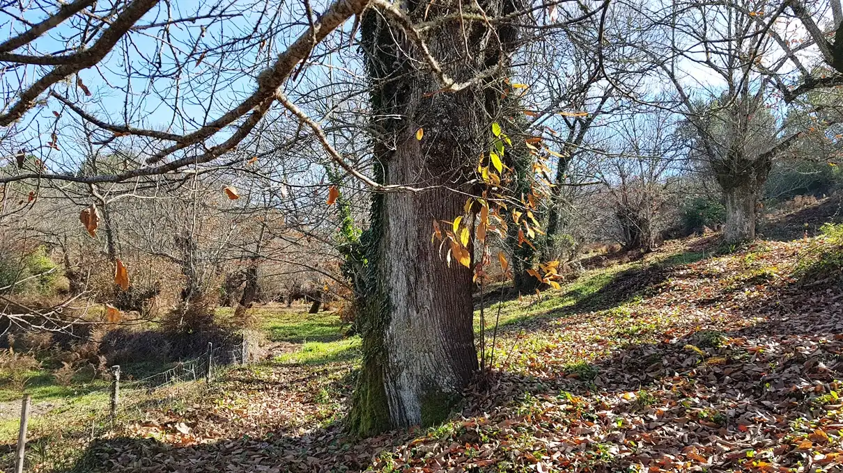 Terreni e lotti in vendita a Galaroza, imagen 8