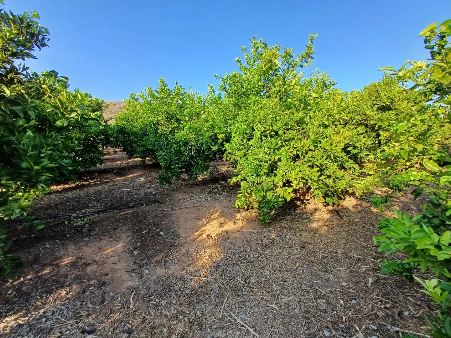 Rural land for sale in PARTIDA SERRA PERENCHISA, imagen 6