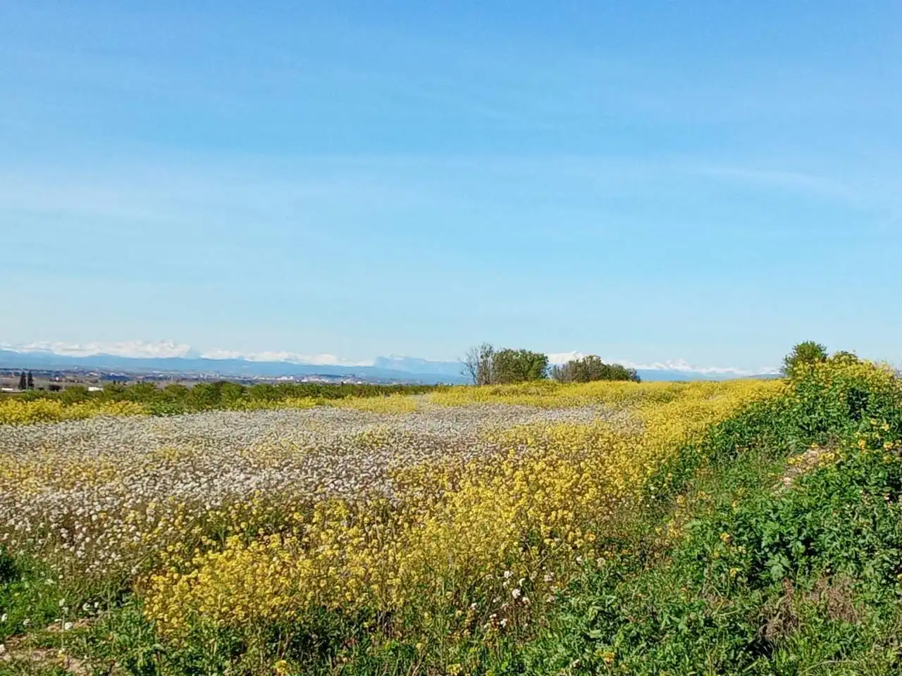 Terreno en venta en Alfántega