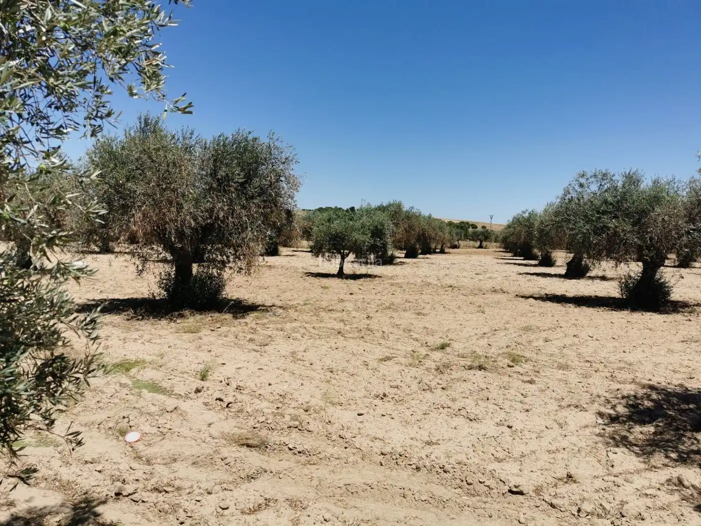 Finca en santa olalla toledo, imatge 5