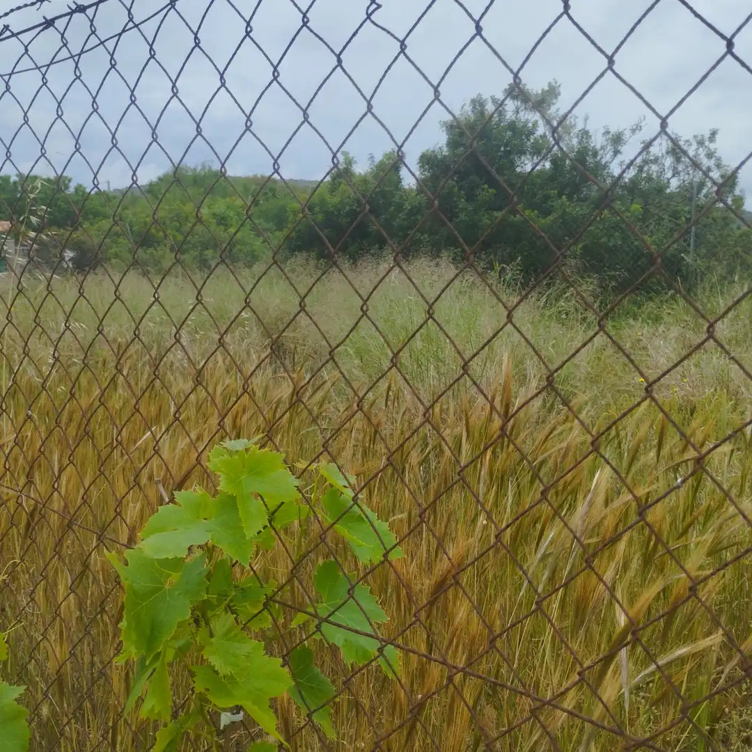 Industrial land for sale in Moncofa