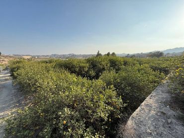Residential land for sale in Villanueva del Río Segura