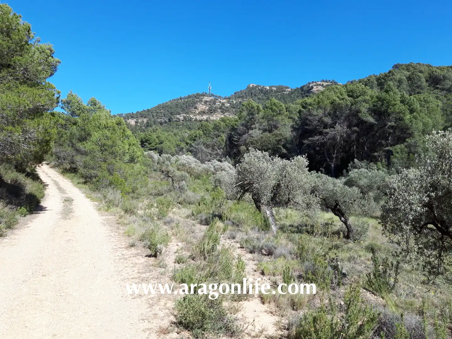 Rural land for sale in Gandesa, imagen 6
