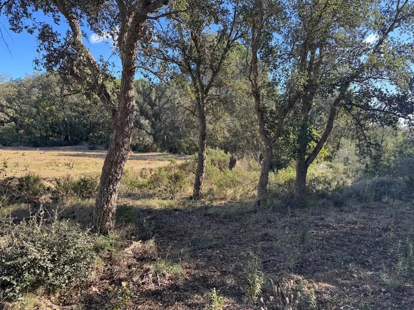Rural land for sale in Rabós, imagen 6