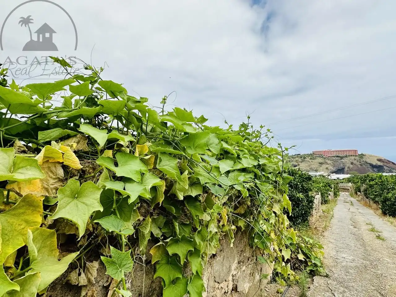Vista exterior de Finca rústica en venta en La Orotava con Jardín privado y Terraza