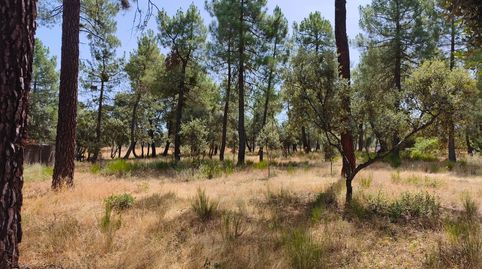 Venta de parcela en urbanización  Pinar jardín en Marugan Segovia, immagine 2