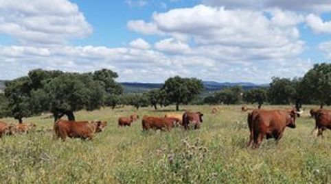 Excelente finca a poca distancia de Mérida, junto a Mirandilla