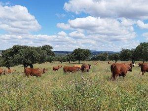 Photo 1 of Land for sale in Norte, Badajoz