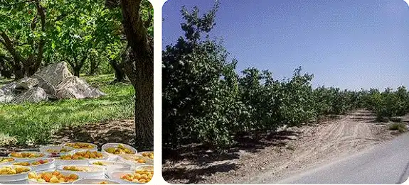 Rustikales Grundstück zum Verkauf in Calle Caravaca 103, imagen 2