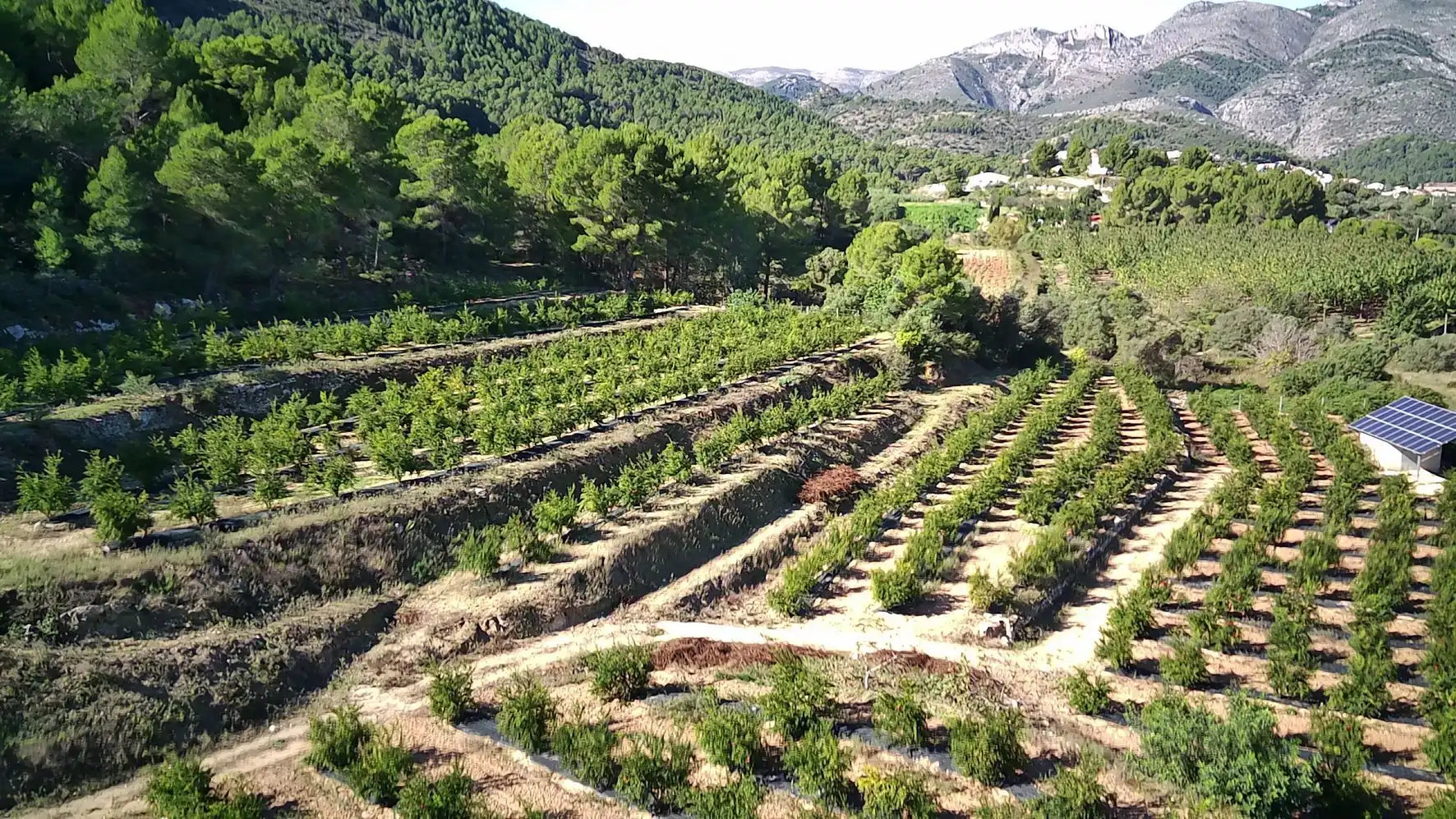 Terrenos y solares en venta en Tormos, imagen 7