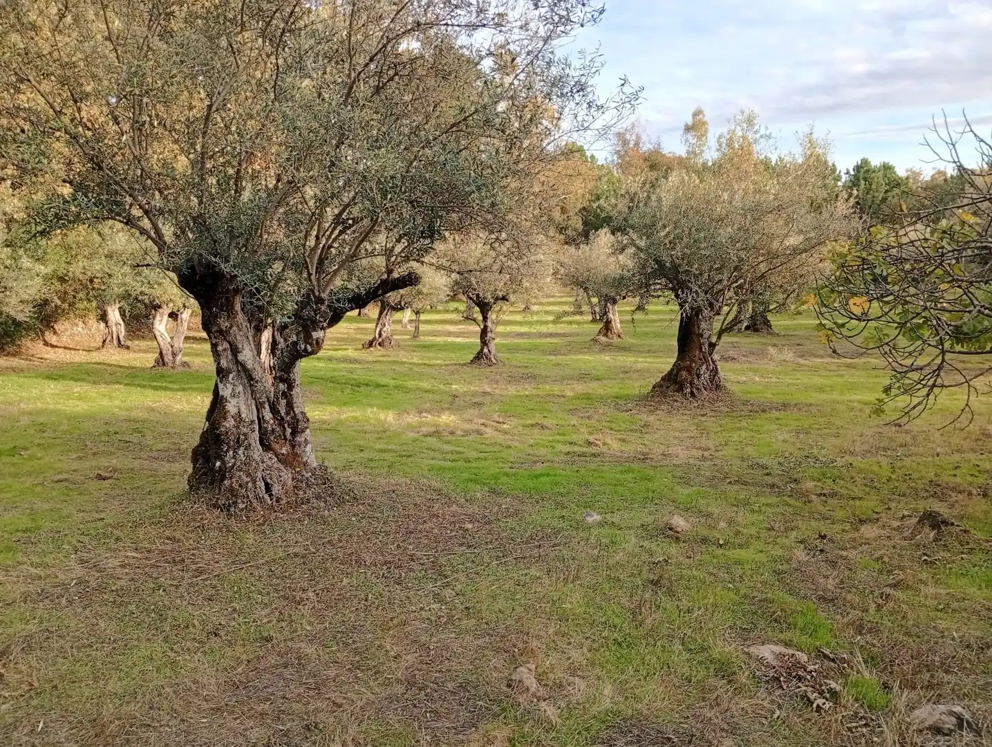 Terreni e lotti in vendita a Villanueva de la Vera, imagen 16