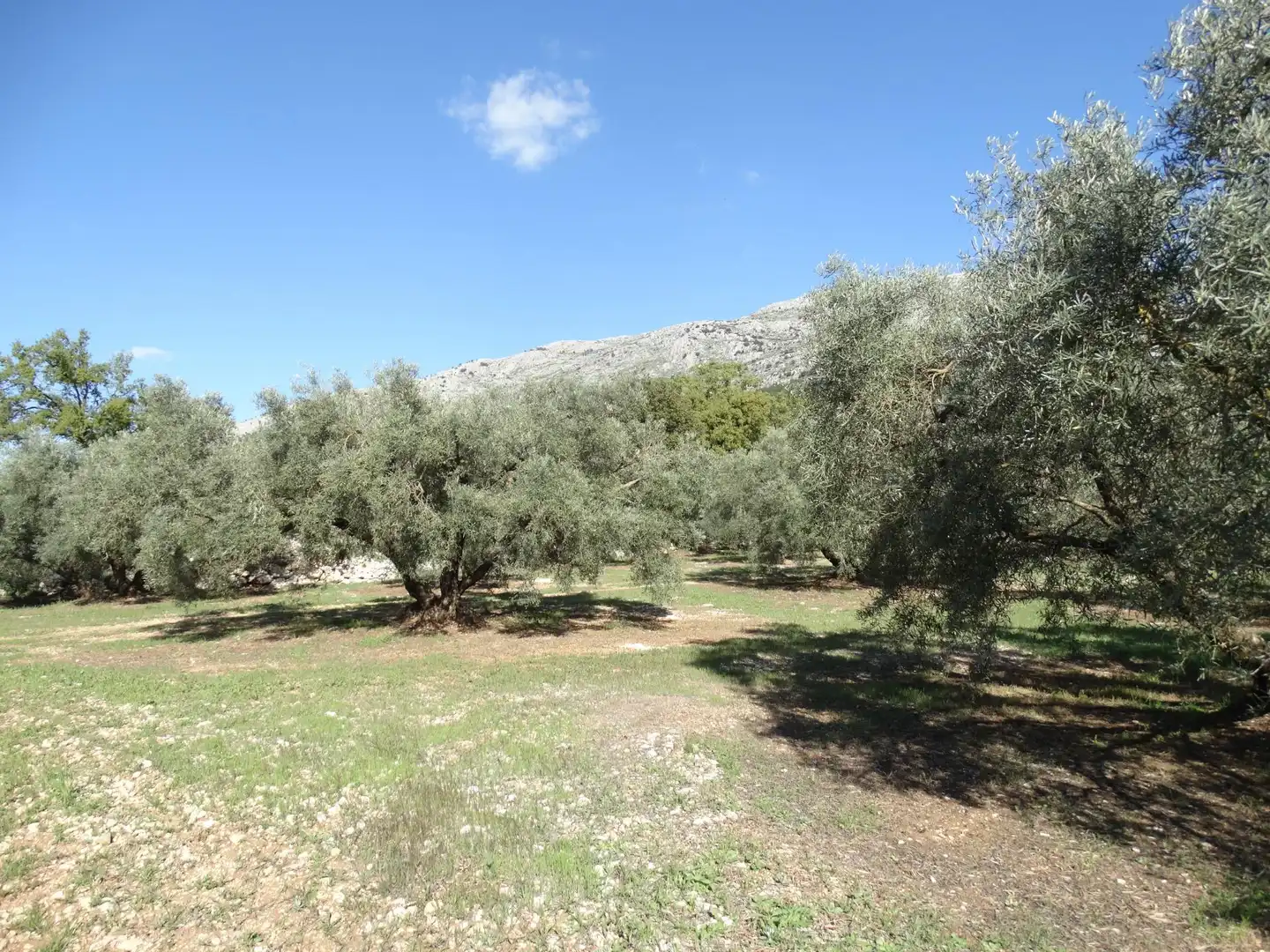 Rustikales Grundstück zum Verkauf in Villanueva del Rosario, imagen 2