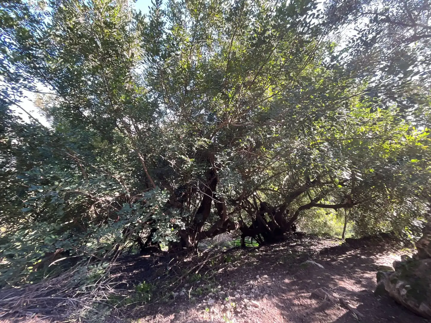 Terreni e lotti in vendita a Solero, imagen 22