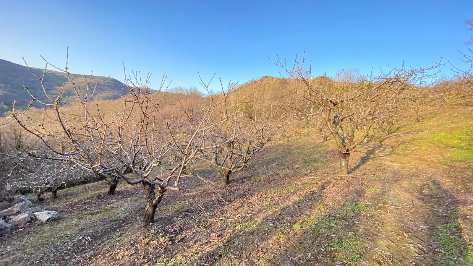 Terreni e lotti in vendita a Hervás, imagen 14