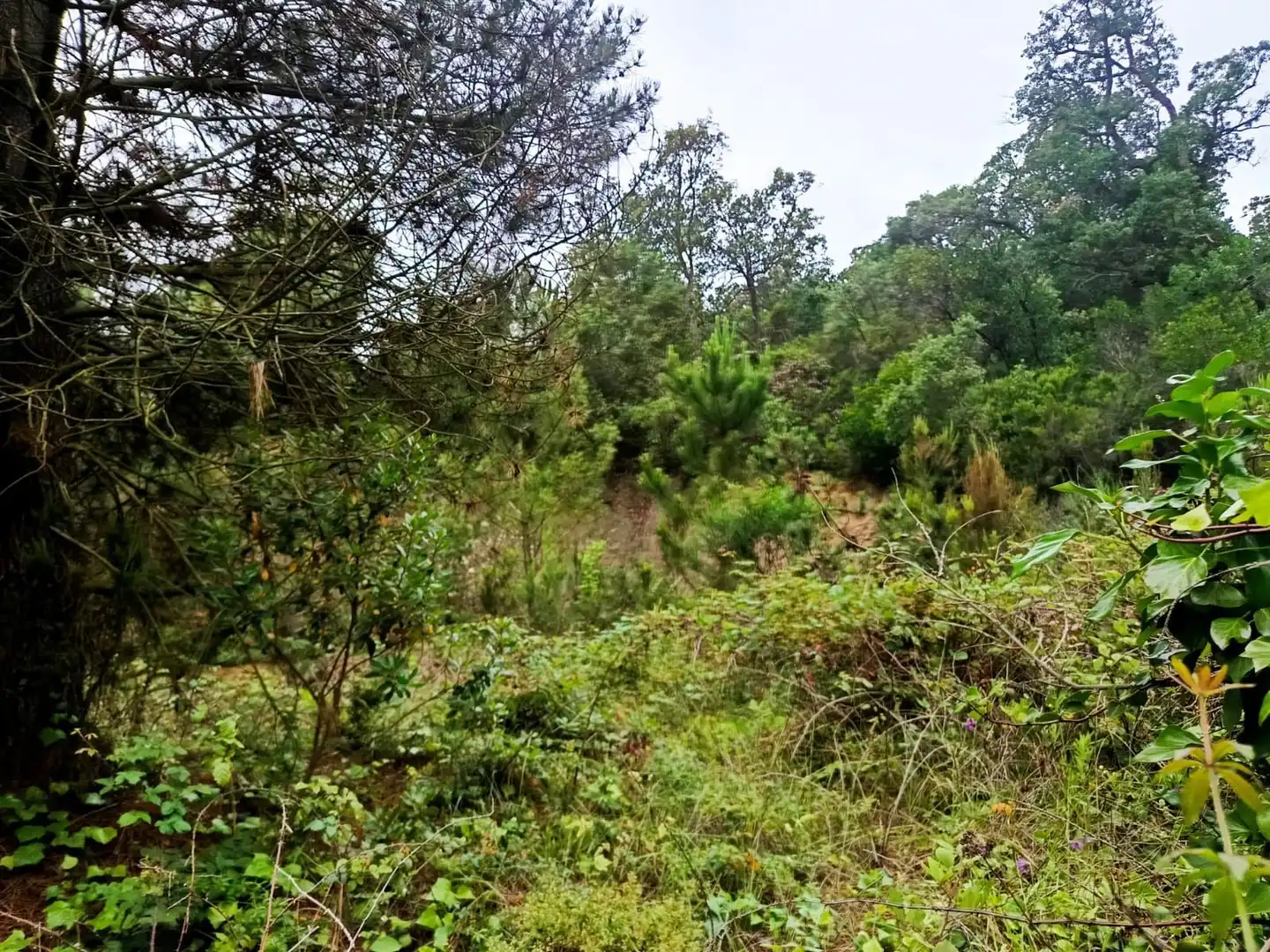 Lands and plots for sale in Llagostera, imagen 5