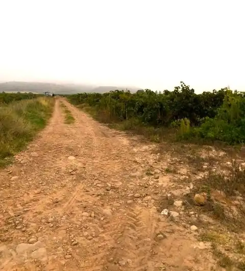 Terreny rústic en venda a Navarrete, imagen 2