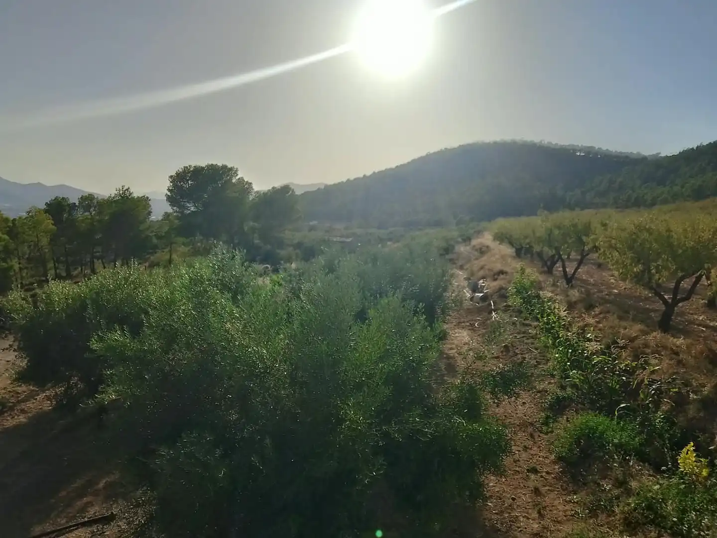 Terreny rústic en venda a N/A, imagen 3