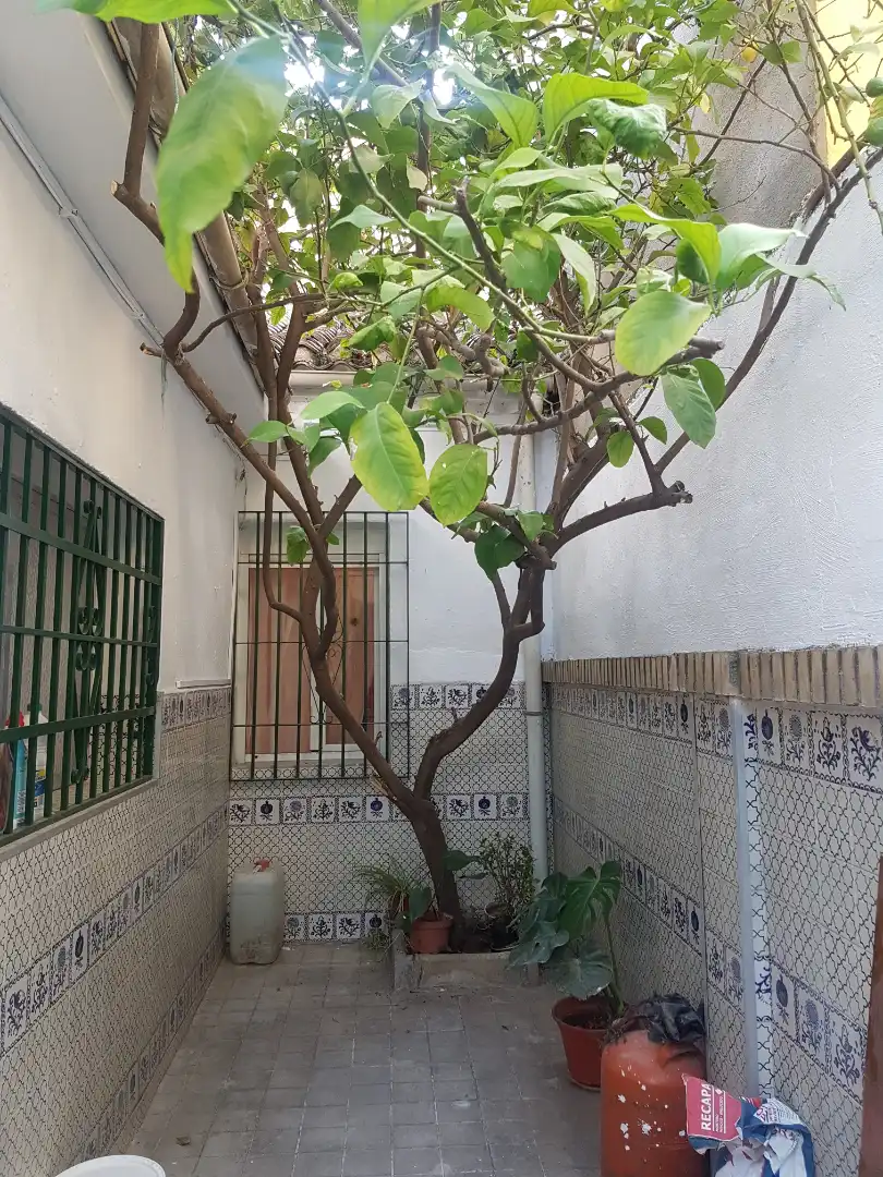 Jardín de Casa o chalet de alquiler en Granada con Calefacción, Terraza y Amueblado