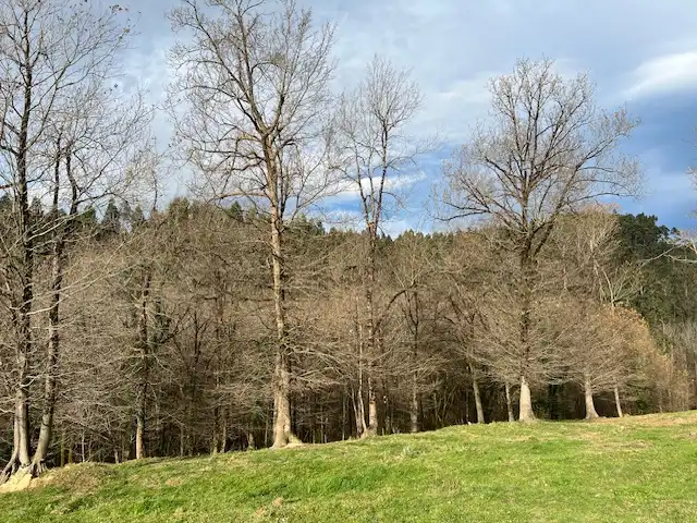 Land for sale in Lezama