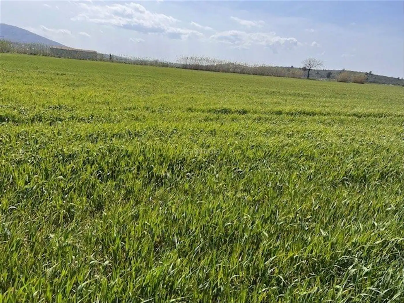 Rural land for sale in Camí Horts de Sant Joan 14, imagen 5