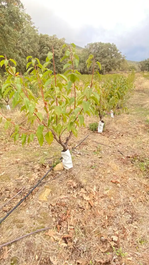 Terreni e lotti in vendita a Gargüera, imagen 10
