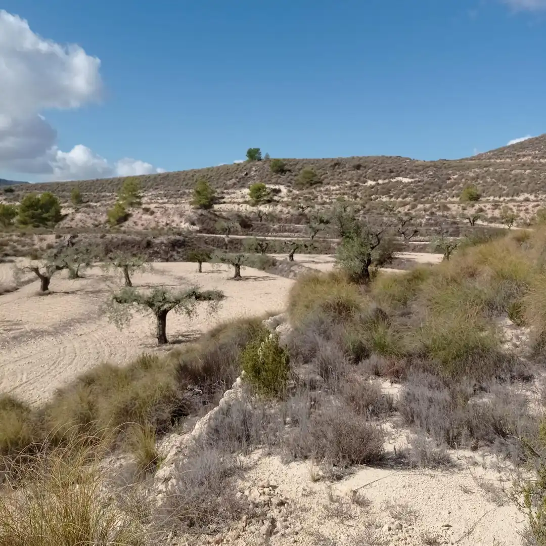Terrain rustique à vendre à Hondón de las Nieves / El Fondó de les Neus, imagen 5