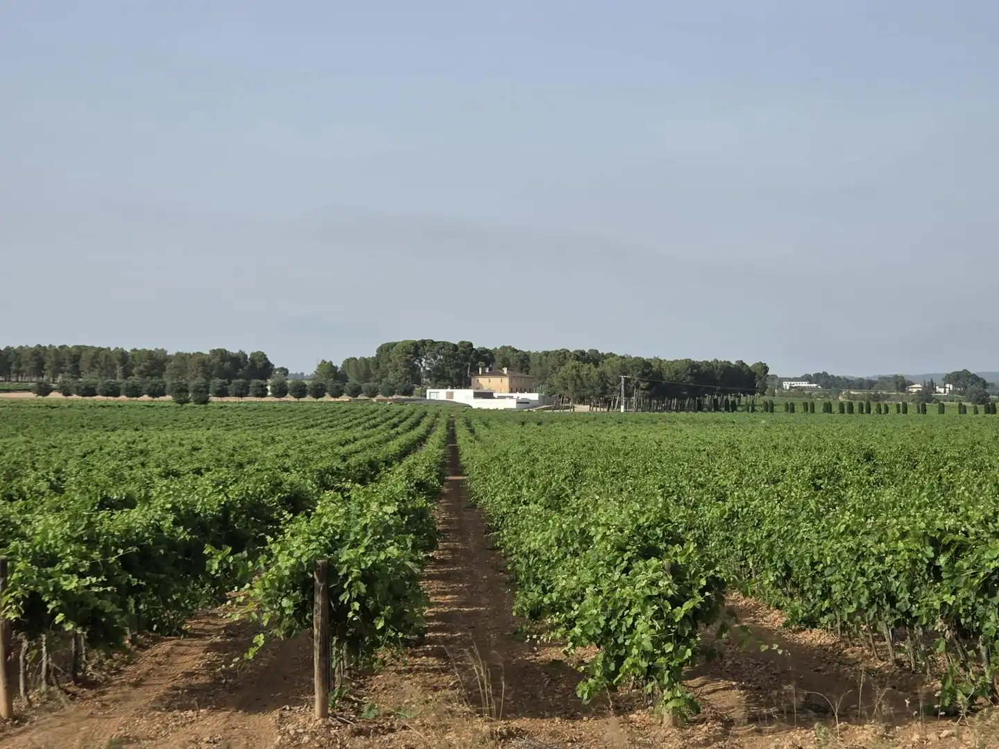 Exterior view of Detached homes for sale in Fontanars dels Alforins
