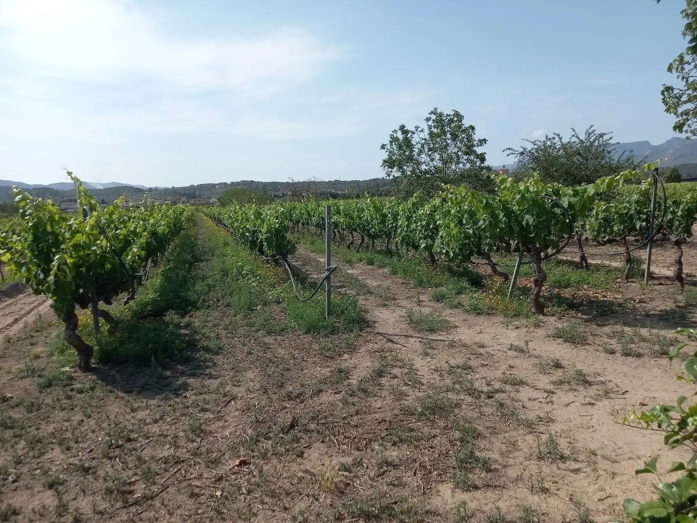 Lands and plots for sale in Ginestar, imagen 10