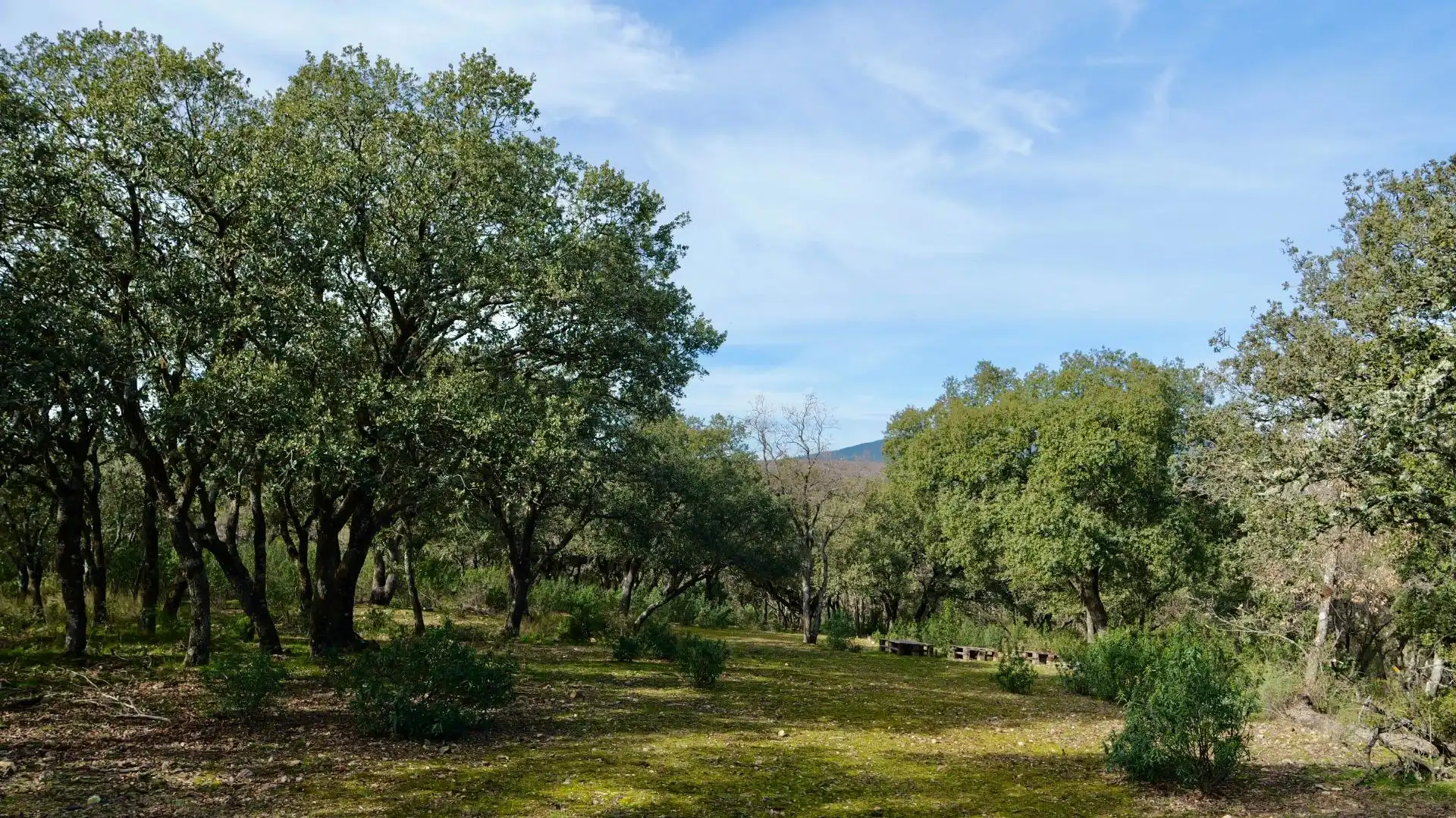 Land for sale in Arbancón
