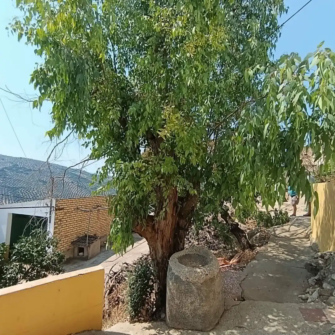 Jardín de Finca rústica en venta en Iznájar con Aire acondicionado, Calefacción y Jardín privado