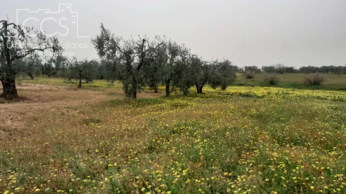 Terreni e lotti in vendita a Almonte ciudad