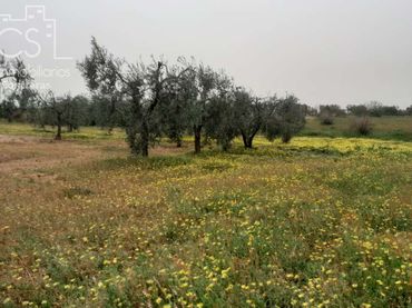 Terreno rustico in vendita a Almonte ciudad