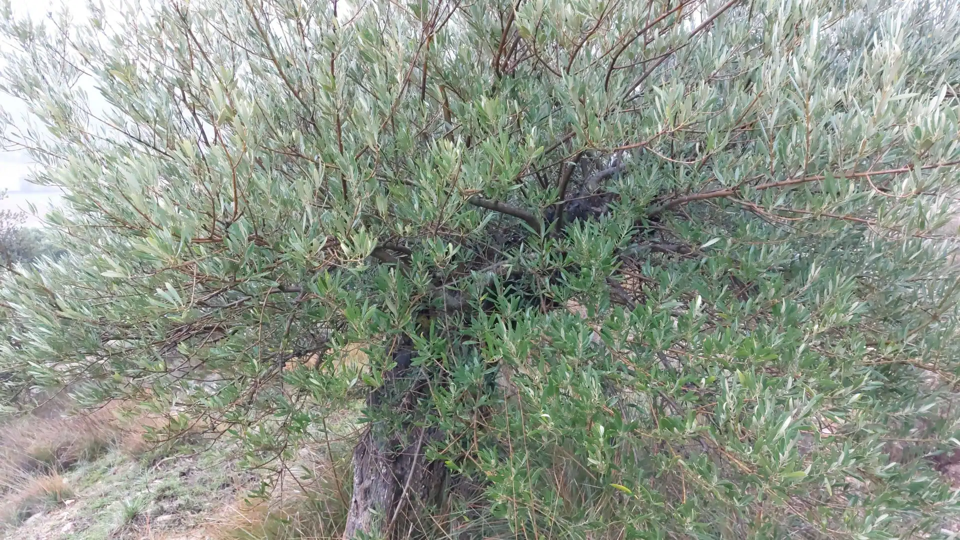 Grundstücke zur Miete in Loranca de Tajuña