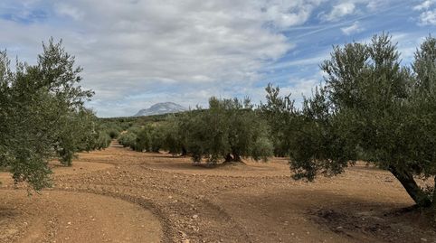 EXCELENTE PARCELA DE OLIVOS CON ALGO DE AGUA EN SANTA CASILDA, immagine 4