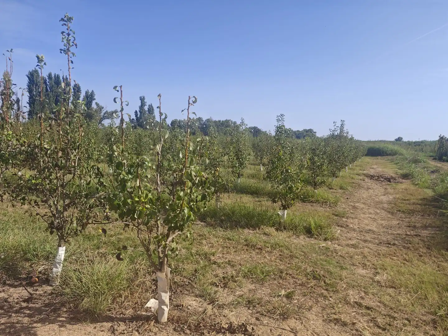 Land for sale in Albatàrrec
