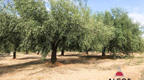 Finca Rúst. en venta en Sant Jordi., imatge 2