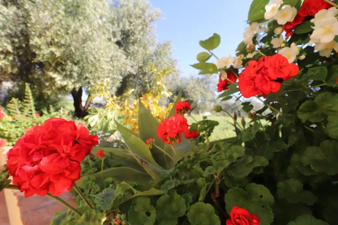 Garden of Houses for rent in Coín  with Private garden, Terrace and Swimming Pool