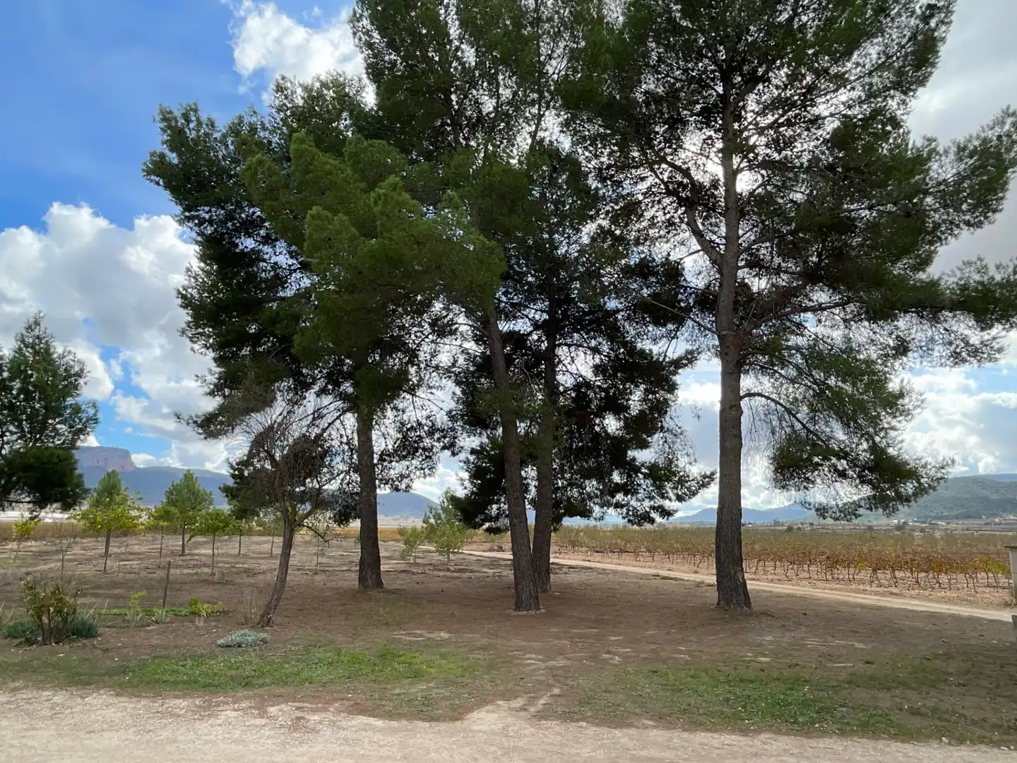 Casa o xalet en venda en Monóvar  / Monòver