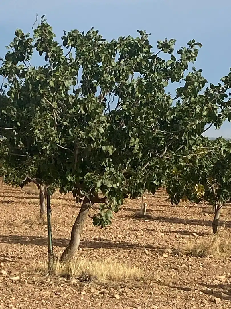 Terreno en venta en Tomelloso