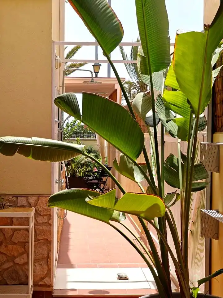 Casa adosada de alquiler en Jupiter, Las Rosas