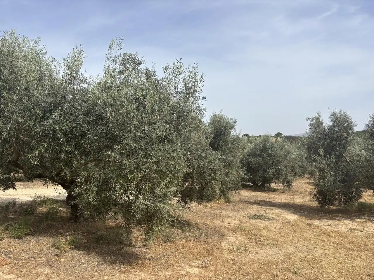 Finca rústica en venta en Diseminado Poligono 240, 29, Bobadilla - Bobadilla Estación - La Joya